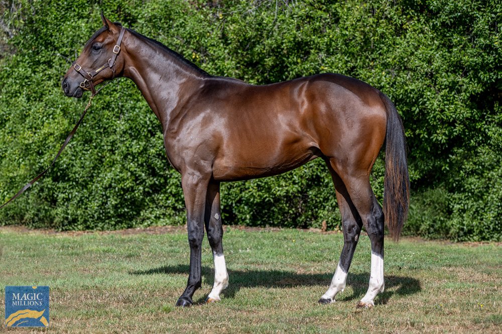 Brookview Thoroughbreds tweet media