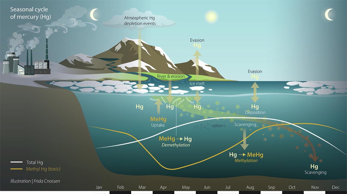 Revealing the seasonal #mercury cycle in the #Arctic ocean based on 4 oceanographic cruises. Our current budgets and models need some updating. sciencedirect.com/science/articl…