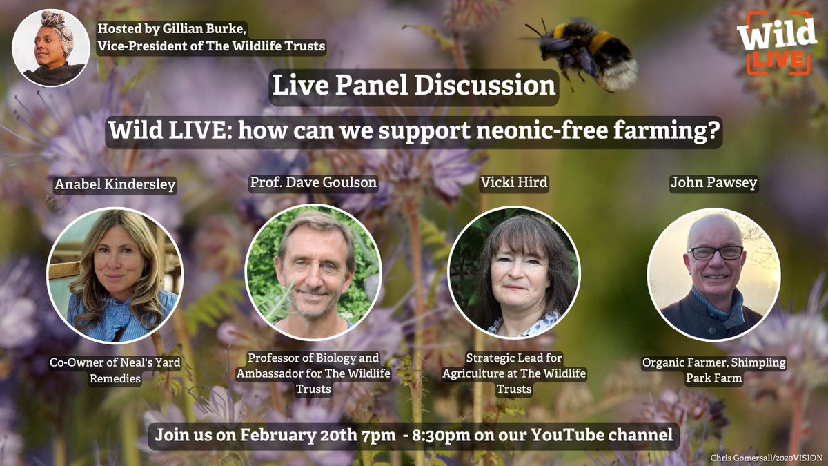 Once again, UK Government has approved the use of a bee-killing pesticide. How can we support farmers to move away from neonics? Join us TONIGHT at 7pm at our free online event and find out! 👉 wildlifetrusts.org/events/2024-02… @DaveGoulson @vickihird @NYR_Official @hanslope