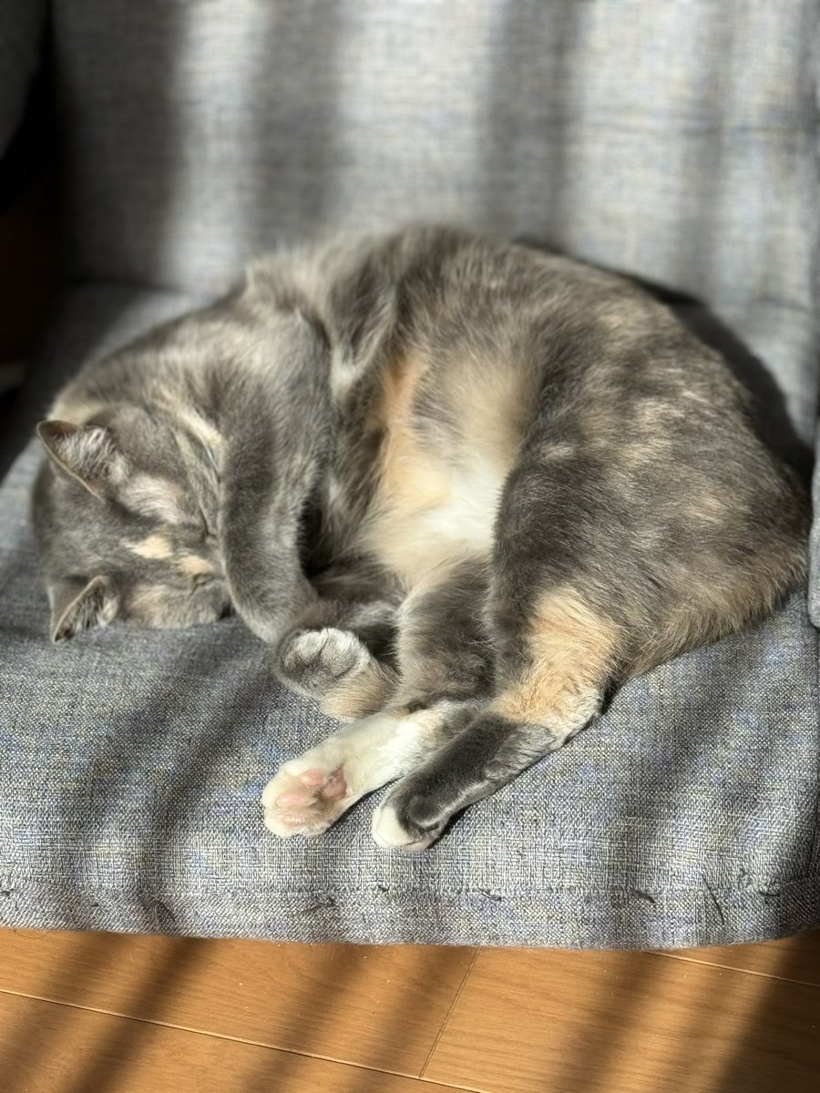children5275's tweet photo. おっきくなってきたわぁ

 #mnc_cats https://t.co/RWqS4uTnLD