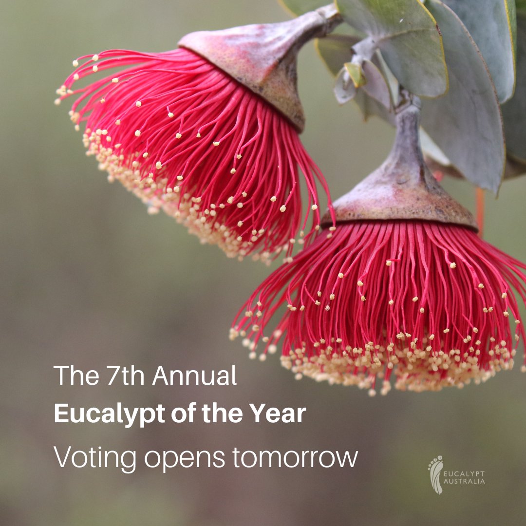Voting for the 2024 Eucalypt of the Year opens tomorrow!!! Who's excited?!?! #EucalyptoftheYear #LoveAGum_urban #NationalEucalyptDay