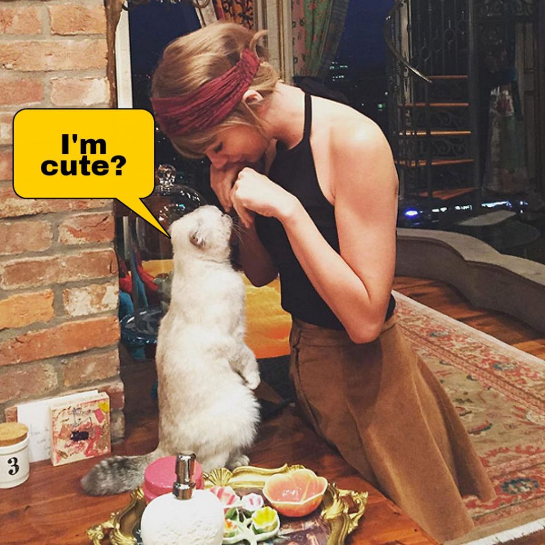 dibbles_ai's tweet photo. 9 years ago, Taylor Swift on Her New Cat!

"HEY, GUYS, IT's DIBBLES."

At @ellendegeneres's show.

#Dibbles $DIBBLE https://t.co/mB4z3p9W6O