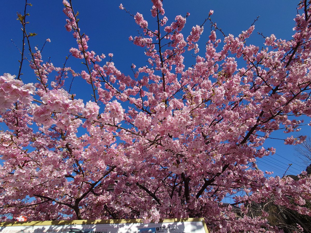 superhawk371's tweet photo. 今年も、伊豆河津町の河津桜🌸は綺麗に咲いてました！

#河津桜
#さくらたい焼き
#河津桜ビール 
#さくらソフトクリーム https://t.co/ht9DmbGbJR
