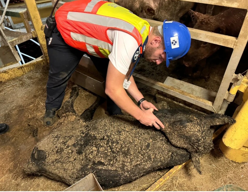 Thanks to Daily Maverick, we have some images of what is happening on the cattle vessel docked in Cape Town.

Animals are living in their own faeces. Having insufficient access to water and medical care. They are being transported to Iraq in the most cruel and deplorable