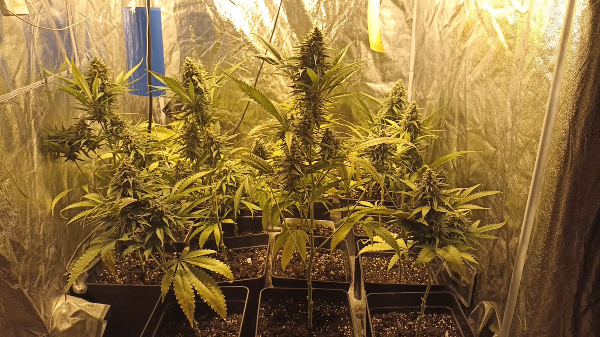 Seguimos, día 42 a 12/12, comenzamos el lavado de raíces 2 semanitas antes del corte✂️✂️ en lo que terminan de enraizar la nueva tirada de purple.
No veo el momento de sacar el hacha!!! 
Seguimos!!
#Autocultivo #CannabisCommunity #cannabisculture #cannabisgrower