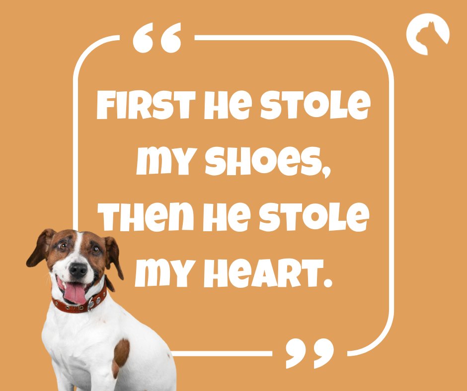 😂💘

#pawtion #flufftrough #dog #dogsofinstagram #puppy #pet #pets #doglover #puppylove #animal #dogoftheday #petstagram #doglife #doglovers #ilovemydog #puppies #doggo #doggy #pup #lovedogs #doglove #dogslife