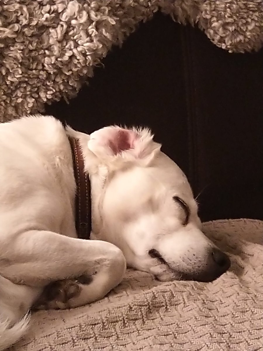 denkvorbote's tweet image. Ich werde langsam #Xwitter-müde.