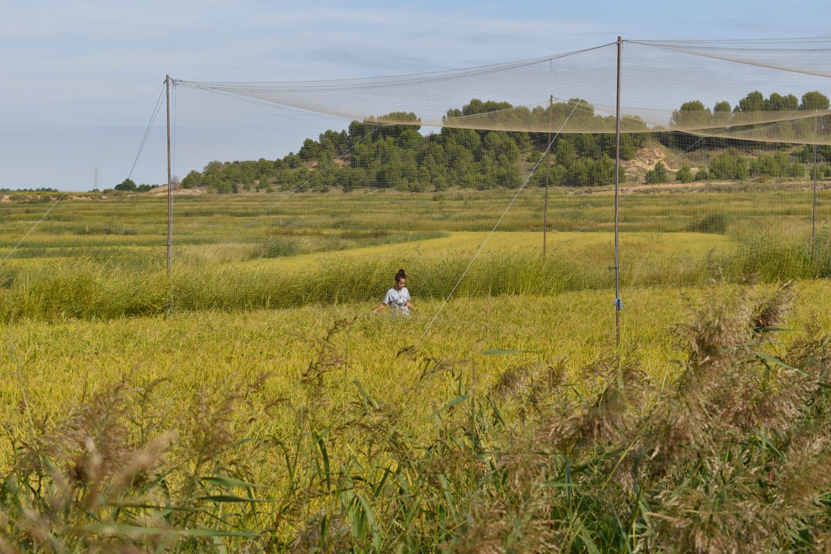𝗡𝗘𝗪 𝗣𝗔𝗣𝗘𝗥📢 As part of my PhD, we quantify, for the 1st time in Europe, the #EcosystemServices of #bats as insect pest suppressors in #rice paddies🌾🦇. Bats halved plant damage, saving ∼70 kg rice/ha, which translates into 💸56€/ha Read more👇 doi.org/10.1016/j.ecos…