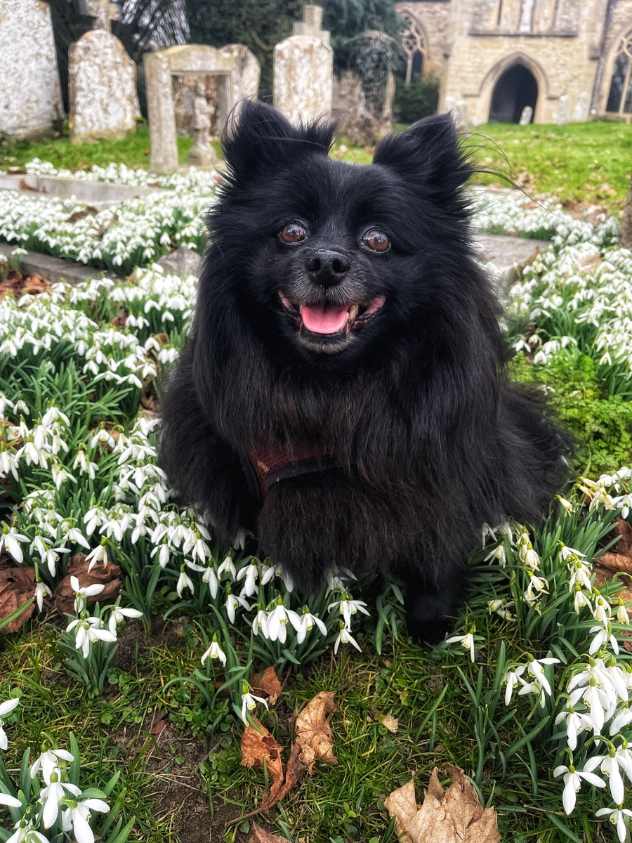 NatChurchTrust's tweet photo. Happy #LoveYourPetDay! Thank you for all your submissions of pets and churches, here are a few of our favourites🐶
📸 1 (c) Nina McNeary
📸 2 (c) Jo Bradshaw
📸 3 (c) Morgan-Ellis Leah
#NationalChurchesTrust #ChurchCrawling #SteepleChasing https://t.co/lHXXlgs3wg