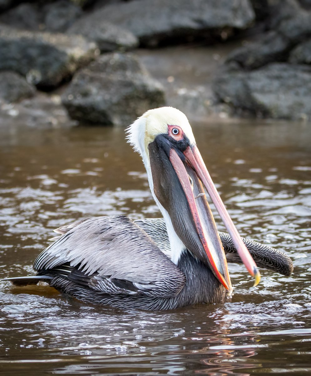 Brown Pelican with a nice, big fish in his throat pouch. #brownpelicans