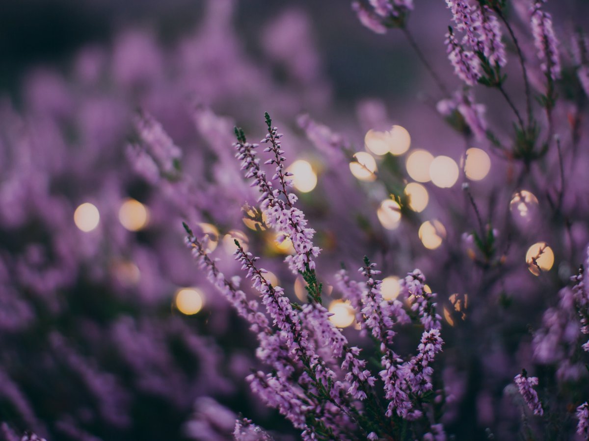 Faye runs away to rural Tuscany to escape her troubles back home, but she finds more than she bargained for amongst the lavender fields.