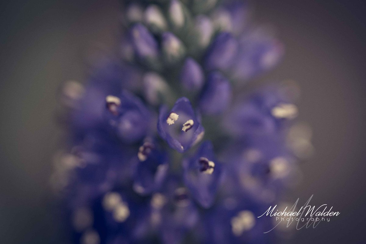 Tiny worlds   #nationalgeographic #photographylovers #Breacon #natgeo #wales #macro #walesonline #nikontop #nikond750