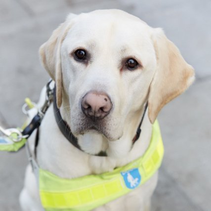 A driver who refused to carry a passenger &amp;their guide dog was prosecuted &amp;found guilty.
Fined £500 +ordered to pay full costs of £2148.80.

If you have been refused transport by a taxi or private hire - please do report them. It is illegal and unacceptable.