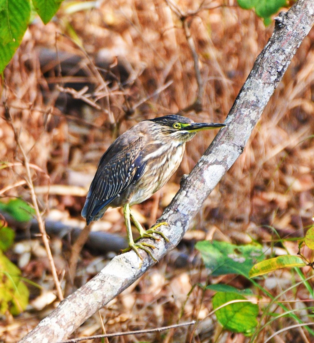 Sometimes you can like anything😅😘 striated heron #IncredibleIndia #birdphotography #birdwatching #BirdsUp #BirdsOfTwitter #BBCWildlifePOTD #NaturePhotography #natgeoindia #IndiAves #BirdsSeenIn2024 #ThePhotoHour #TwitterNatureCommunity #nikonphotography