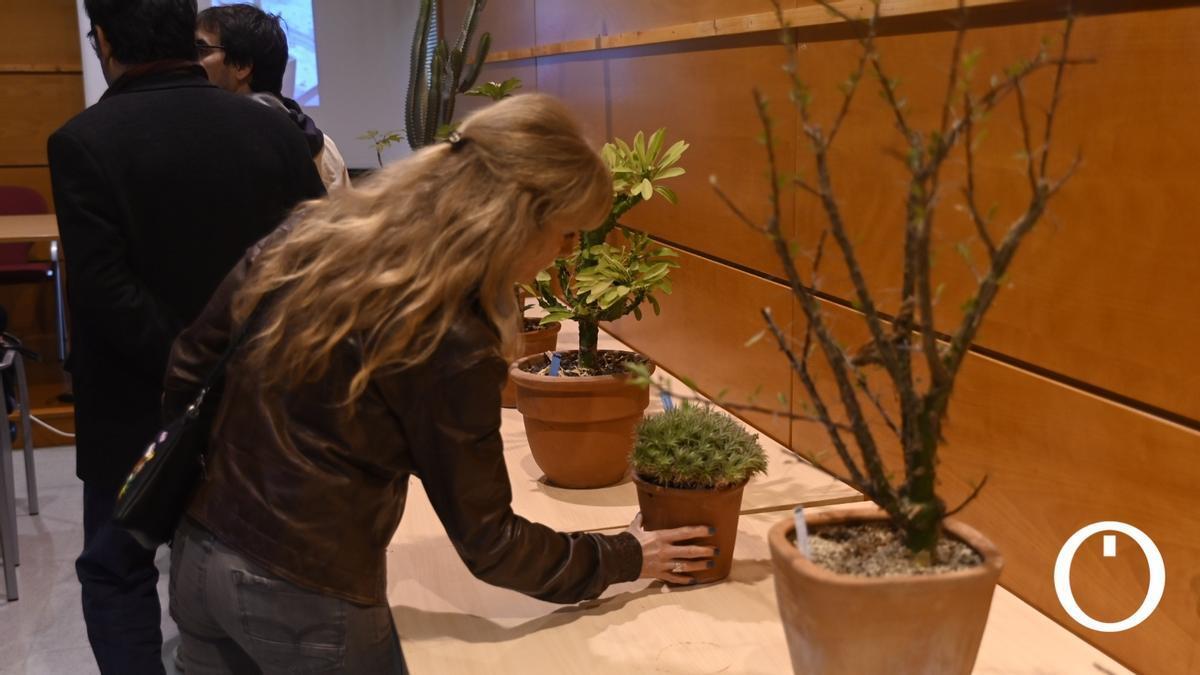 🌱 REPORTAJE | Las 700 plantas de Ángel María que vivirán para siempre en el Jardín Botánico de Córdoba cordopolis.eldiario.es/cordoba-hoy/so…