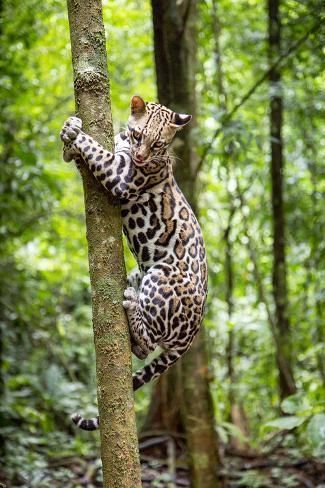 Evanoracalli's tweet image. Bon après-midi à tous ! / Good afternoon all !
📷: pinterest.com
~ Ocelot
#ocelot #felines #CatsOfTwitter #animals #animalslover #NatureBeauty #naturelovers #wildlifephotography