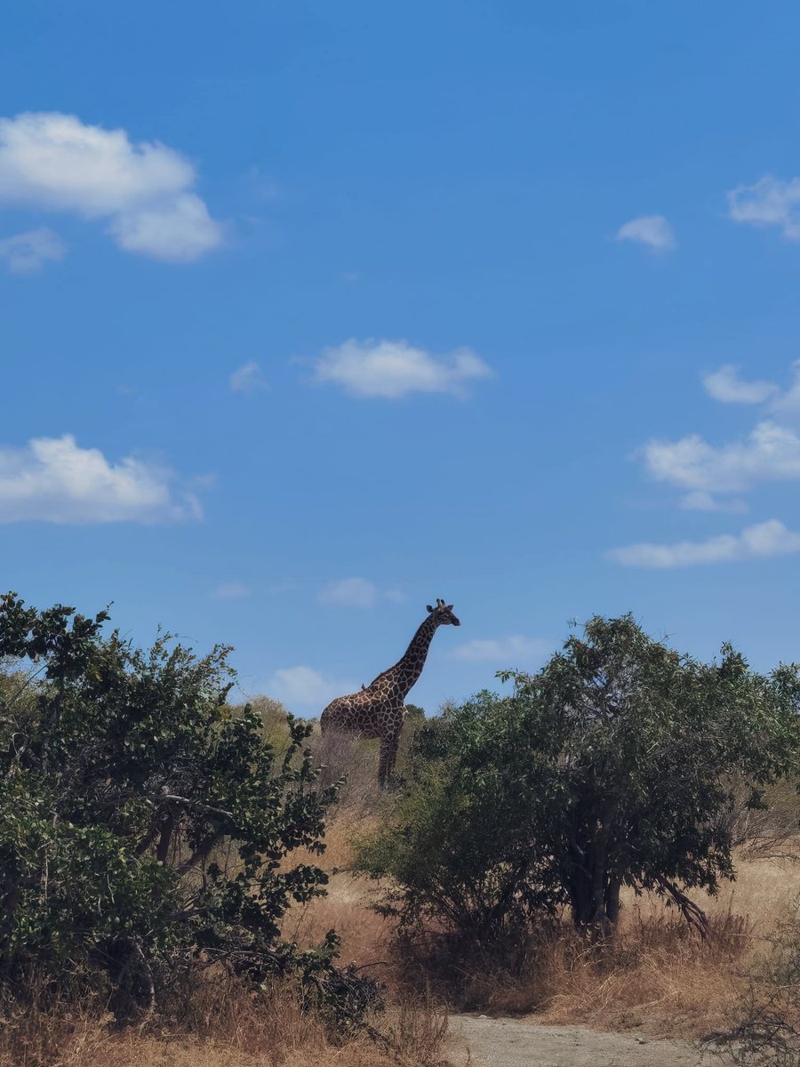 turlajdropsa tweet media