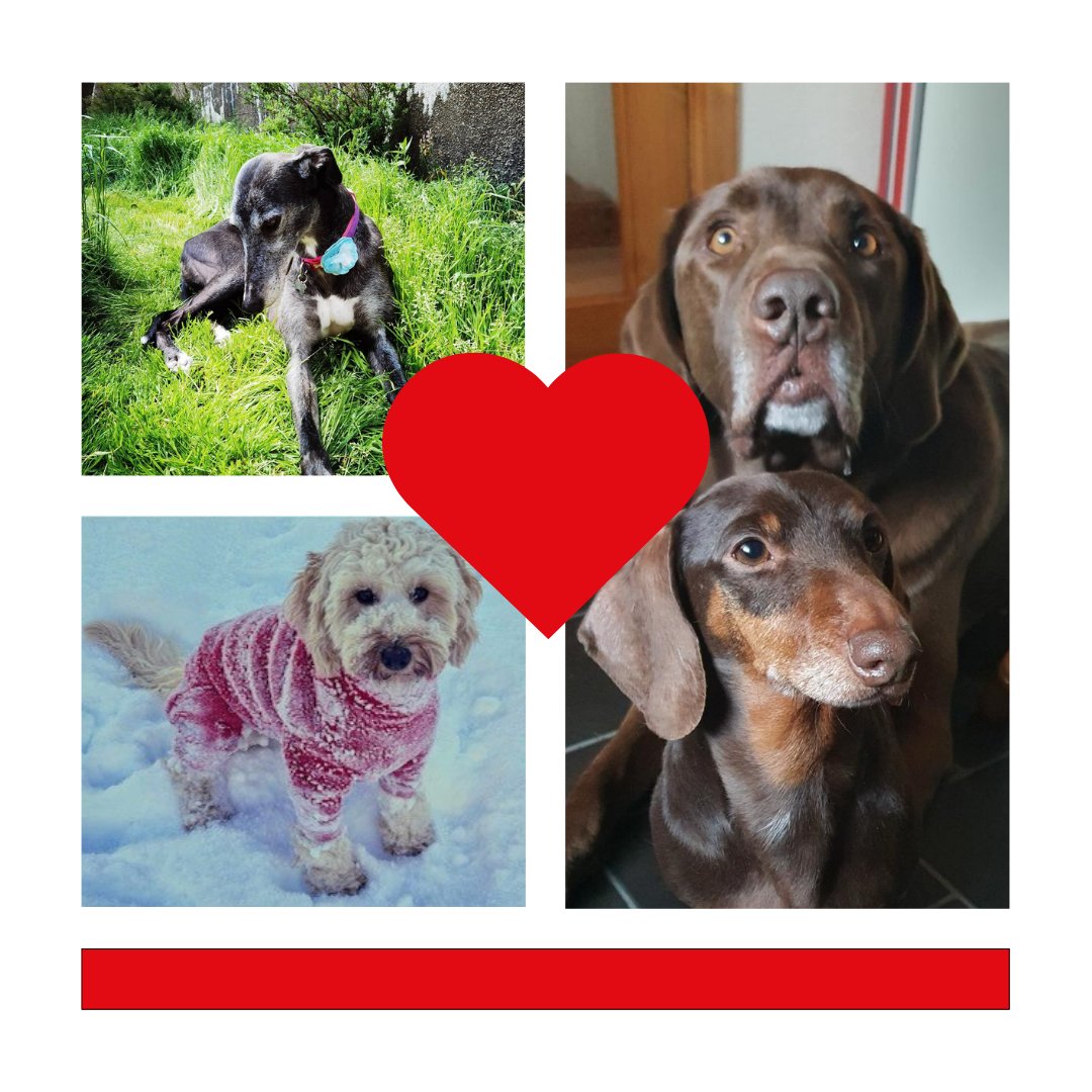 🐾 Celebrating National Love Your Pet Day 2024 with a paw-some peek into our employees' furry family members! 📷🐶 #LoveYourPetDay #FurryFamily #PetsAtWork #EmployeePets #FurryFriends #PetLove 🐱