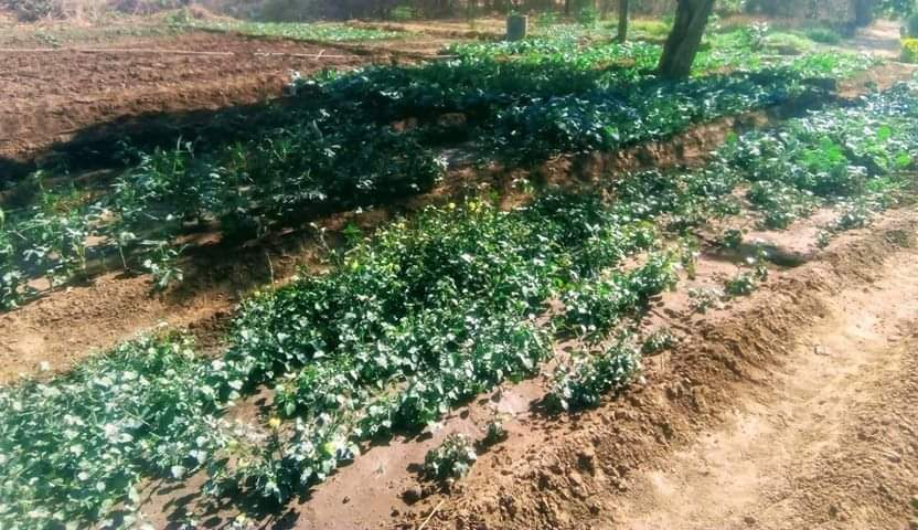 MweetwaMundia's tweet photo. 💡Looking back 5 years to my #publication with @starkeayresAFR - 🇿🇲 showcasing my first #smallholder #Gardern excellence in the broad area of #Food innovation & #community impact advancing understanding of food production - https://t.co/8mzaKC8ih4 ,processing, #distribution https://t.co/ePq5nBgWte