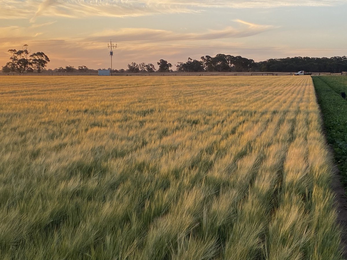 Pivot deep ripped to 800-900mm at 1.4m spacing in 2007. Waterlogged in winter prior to ripping. Canola/lucerne/sub clover/wheat/canola/sub clover since then. Benefit still visible. Deepening the bucket.