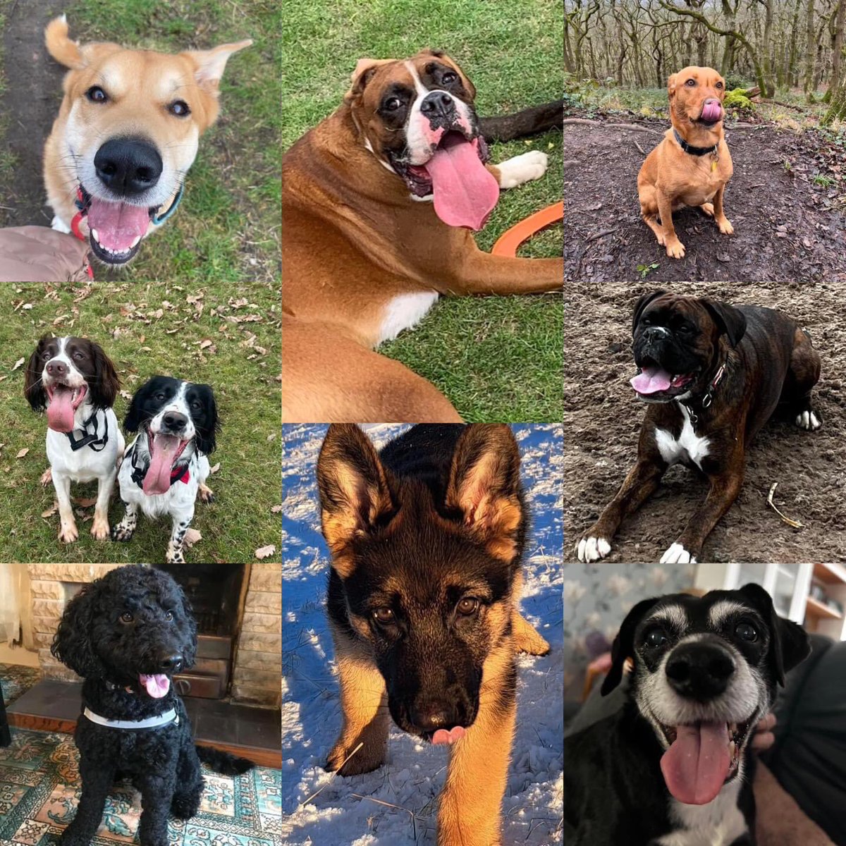 Graeme Hall tweet media