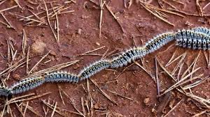 🚨ALERTA DE SERVEI🚨
La Processionaria del Pi s’ha avançat aquest any. 
Ojut tots els que teniu perretes i gats que surten fora. Entrar en contacte amb aquestes peludetes 🐛és una URGÈNCIA VETERINÀRIA GREU. A la clínica ja hem tingut algun cas.
Aneu en compte 🙏🏻