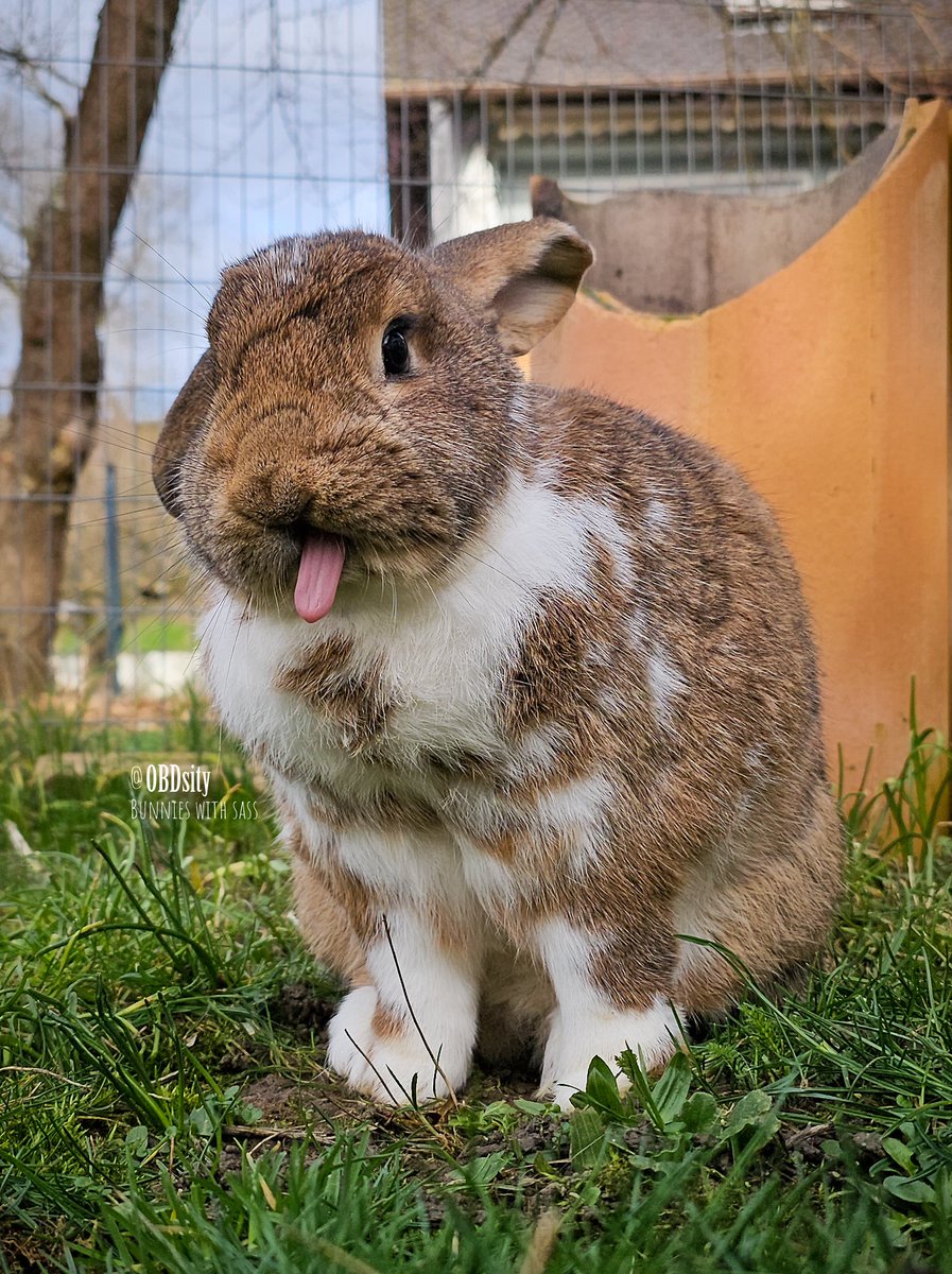 obdsity's tweet photo. Yoshon: To the pesky earthief trying to steal my ears again I say "BLEEEEH! I know your frequency, my antenna picked up your futile attempts weeks ago! You gotta try harder!
#TongueOutTuesday #StopTheEarThief #EarTheftTuesday #EarThief https://t.co/34yeCYnMy4