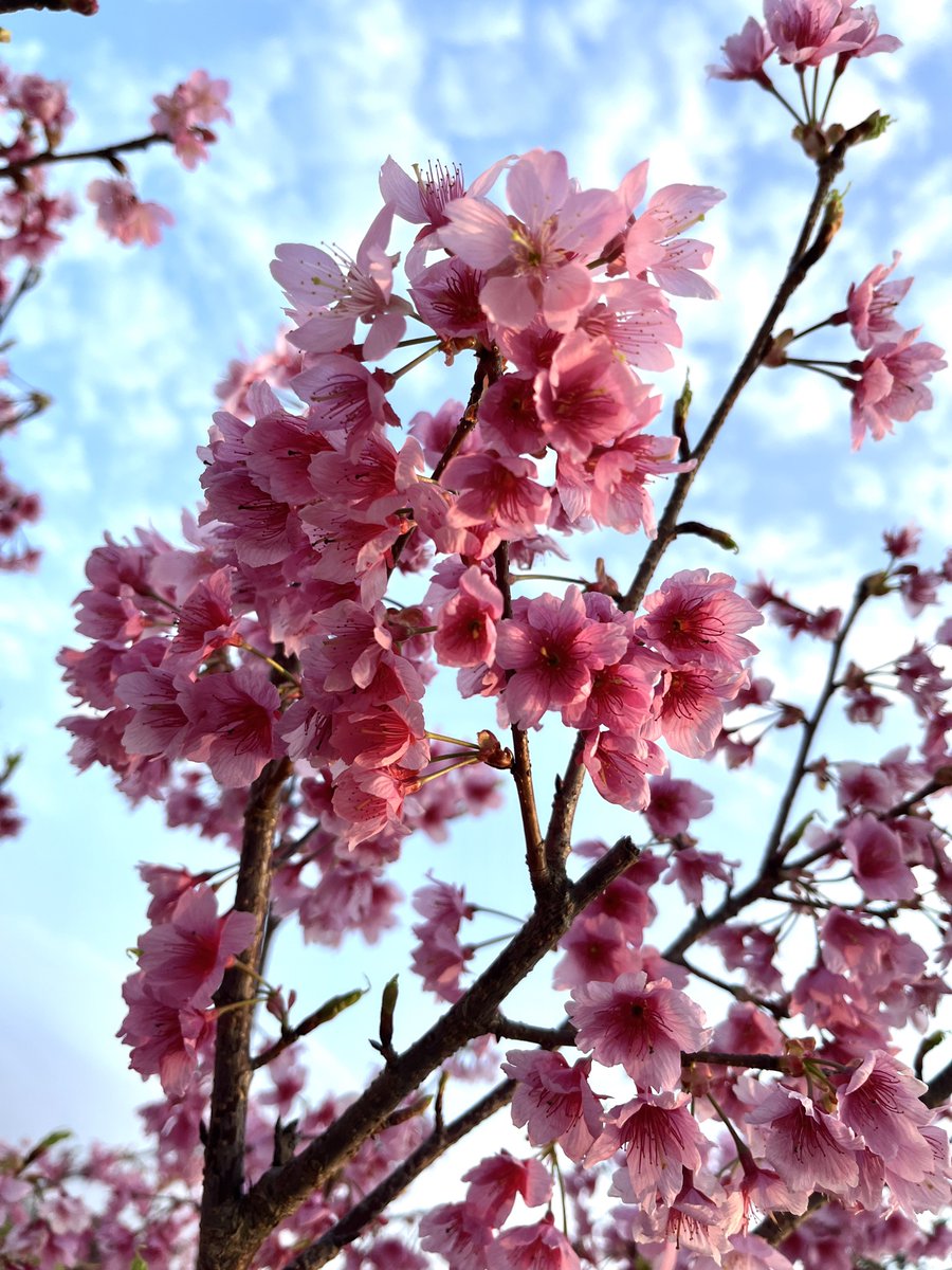 no humans sky flower cherry blossoms blue sky day outdoors  illustration images