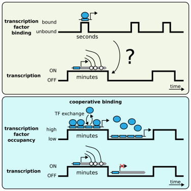 Our study is online @MolecularCell! Compared to our preprint (see previous 🧵), we added additional evidence that transcription factor exchange is required to prolong transcriptional burst duration. Thanks reviewers for suggesting this experiment. 1/4 dlvr.it/T2yqrm