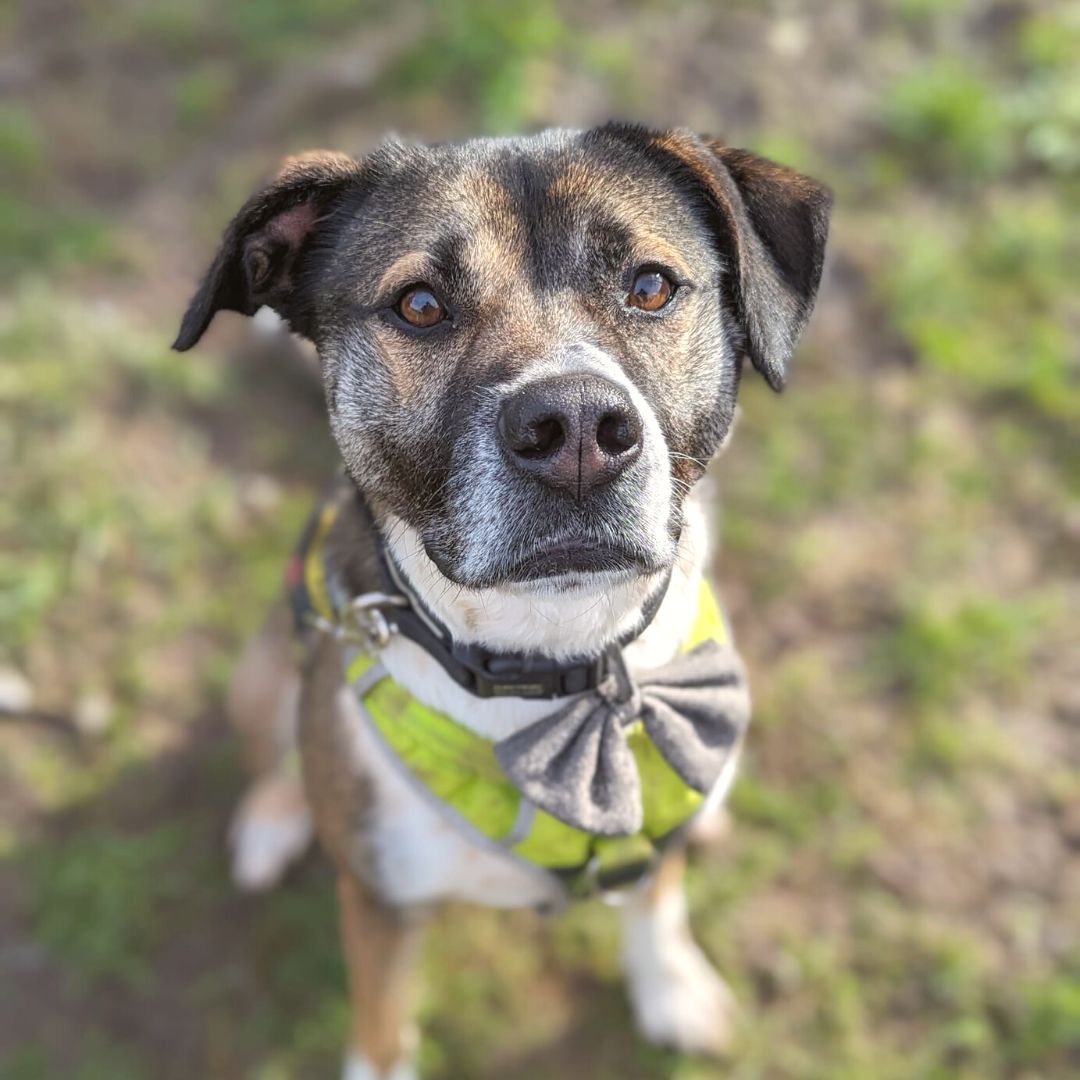 Looking this cute is a serious matter 🥰💛

Doesn't he look cute in his bow tie?!

#HuskyCross #Adoption #DogsTrustWestLondon #Rescue #Rehoming #Ineedahome