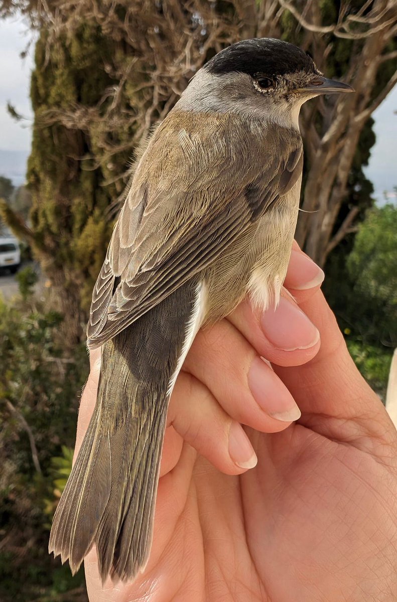 Interesting stats from the Jew’s Gate ringing station - by this time last year, 358 Blackcaps had been ringed. This year, just 36. Not sure what it tells us yet, but certainly something to take note of. @slashercutts #birdmigration