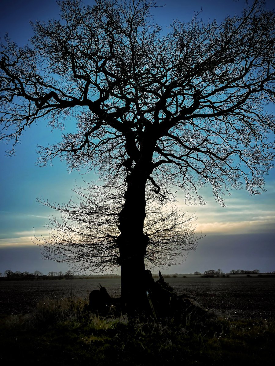 The “way marker” tree along the lane. You turn right here and cross the field to follow an (almost lost) right of way.  #thicktrunktuesday #yorkshire #TreeClub #AncientTrees <a href="/cornish_jack/">Jack Cornish</a>