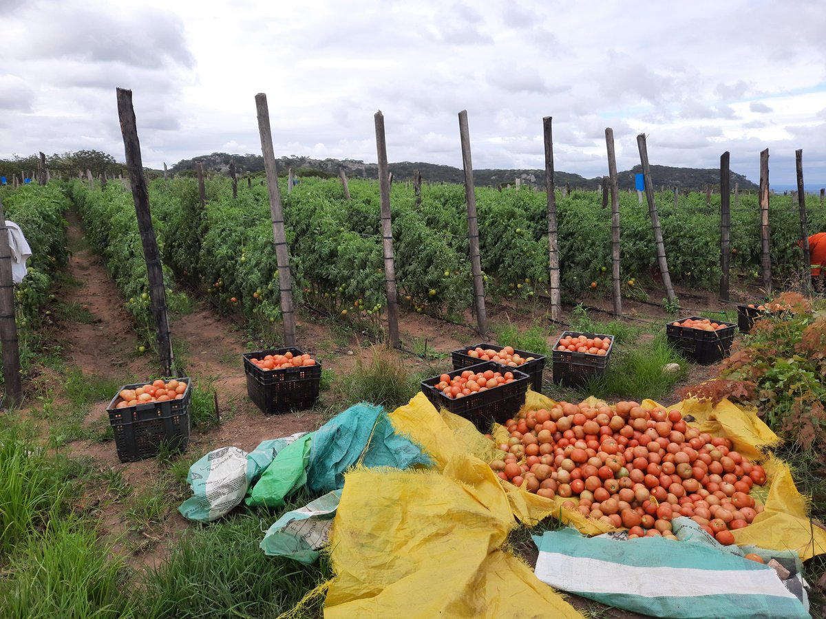 Shingie_Precise's tweet photo. 😁4 months ago we designed &amp; installed a 0.3 Ha DRIP Irrigation system for 🍅Tomato production for our farmer in Wedza. 💥Recently he expanded &amp; we did another 0.5 Ha Solar Drip Irrigation system. His goal is to do 4 Hectares of Tomato under drip📈.
@preciseagri
#dripirrigation https://t.co/cI4yINdkao
