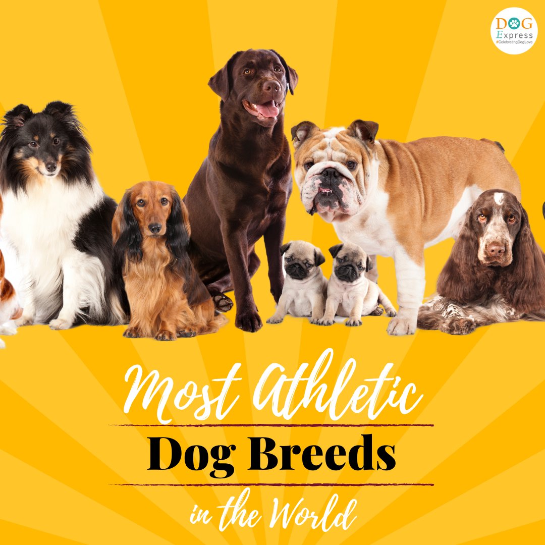 Most Athletic Dog Breeds in the World 🐾

#Dogexpress #Doglovers #Dogowners #doghelps #doglover #athleticdogs #dogbredds
#siberianhusky #germanshepherd #bordercollie #dalmatians #greyhound #boxers #dogsofinstgram #dogsofinsta