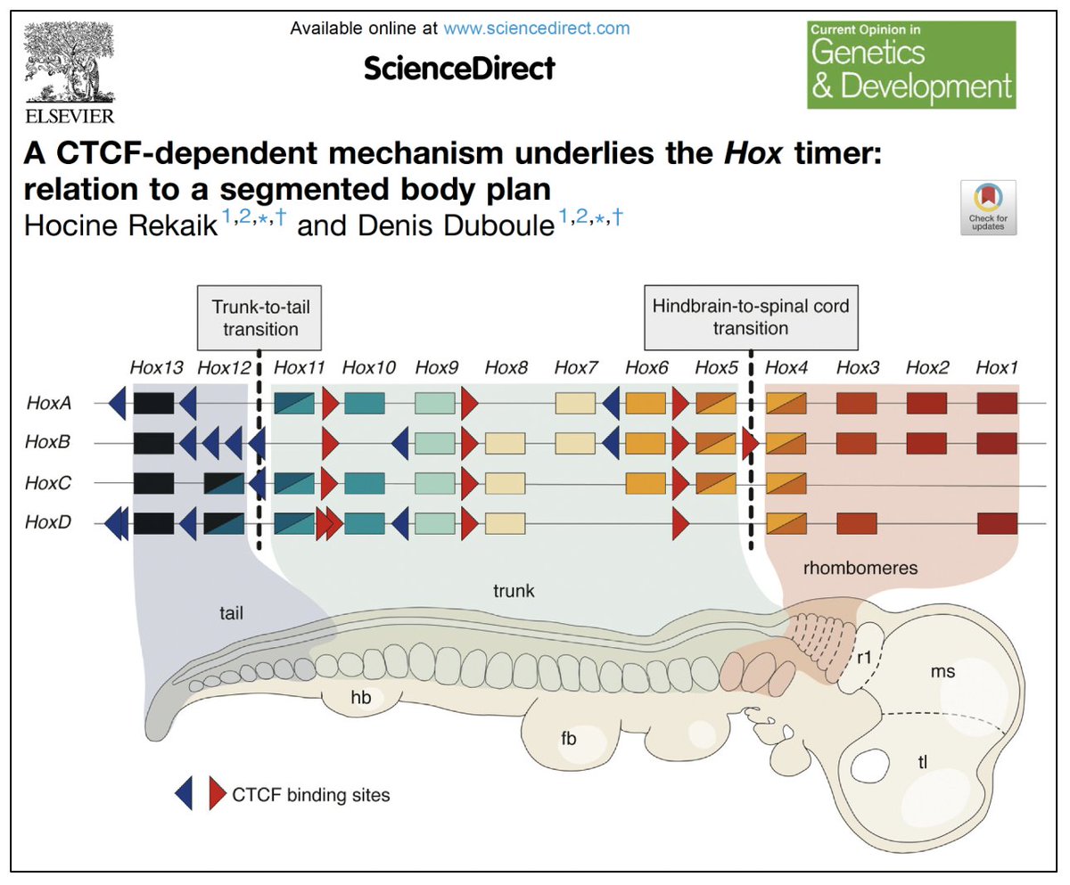 Denis Duboule (@duboule) on Twitter photo The amazing coincidence between the topology of CTCF binding sites within Hox clusters and two major transitions in the vertebrate body plan. 🙏 Hocine <a href="/Hocine_Rekaik/">Hocine Rekaik</a> <a href="/cdf1530/">Collège de France</a> <a href="/the_Node/">the Node</a> <a href="/CTCF_Papers/">CTCF Papers 📚</a> #FlattenedEmbryo sciencedirect.com/science/articl… The amazing coincidence between the topology of CTCF binding sites within Hox clusters and two major transitions in the vertebrate body plan. 🙏 Hocine <a href="/Hocine_Rekaik/">Hocine Rekaik</a> <a href="/cdf1530/">Collège de France</a> <a href="/the_Node/">the Node</a> <a href="/CTCF_Papers/">CTCF Papers 📚</a> #FlattenedEmbryo sciencedirect.com/science/articl…