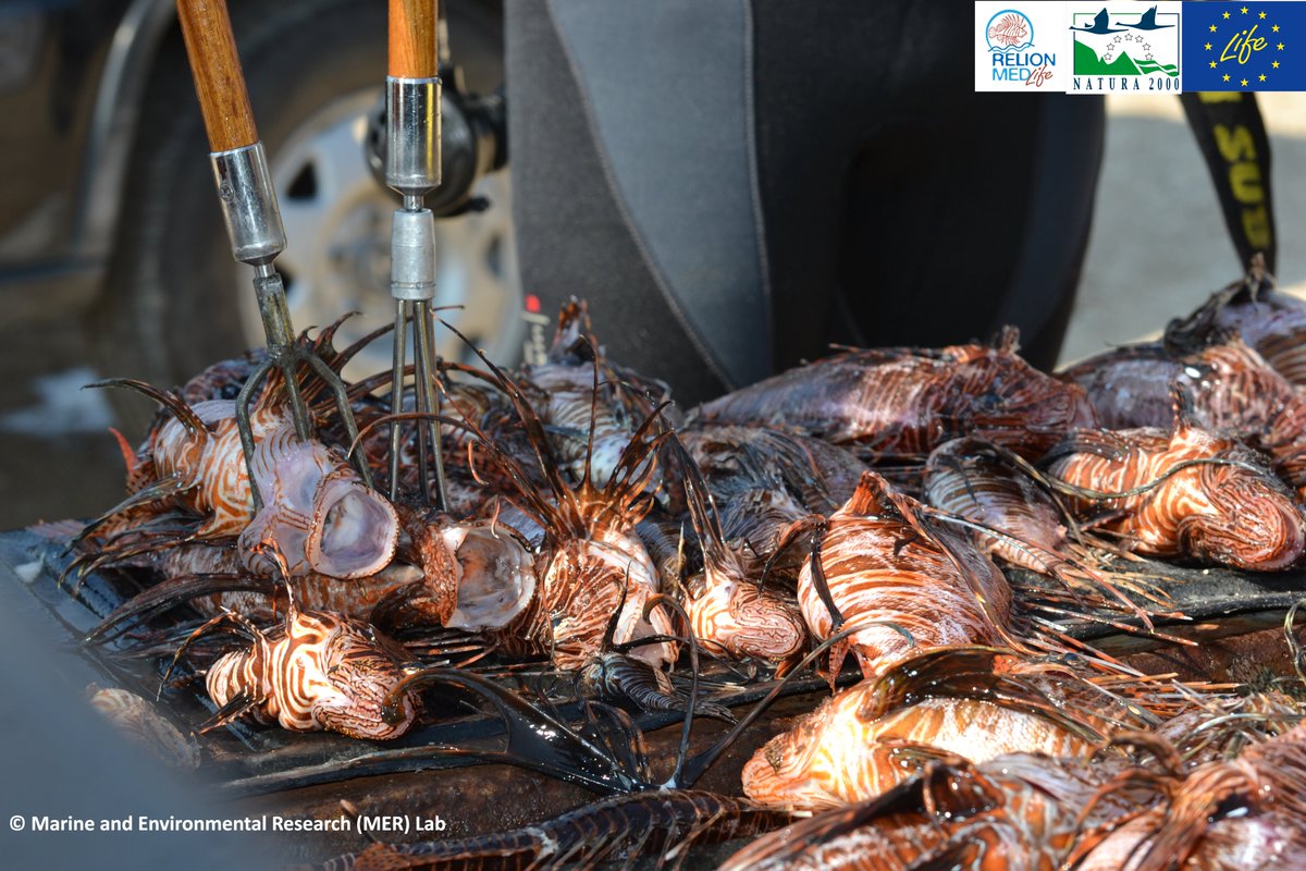 Our recent publication highlights the critical role that coordinated removals could play in controlling lionfish from priority sites of the Mediterranean Sea while increasing public engagement and environmental awareness. Check out the publication here: doi.org/10.1002/aqc.41…