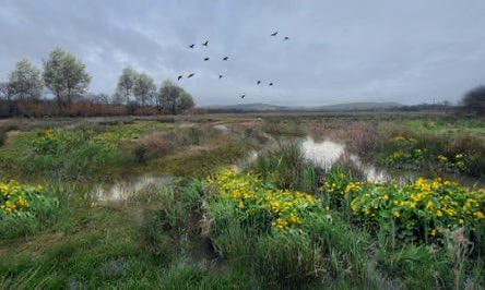 In the small print of the latest Defra Environmental Land Management additions, new generous payments for farmers to establish ribbon wetlands along watercourses on their land. This is huge, because riparian buffers make the best nature corridors, as well as helping dramatically…