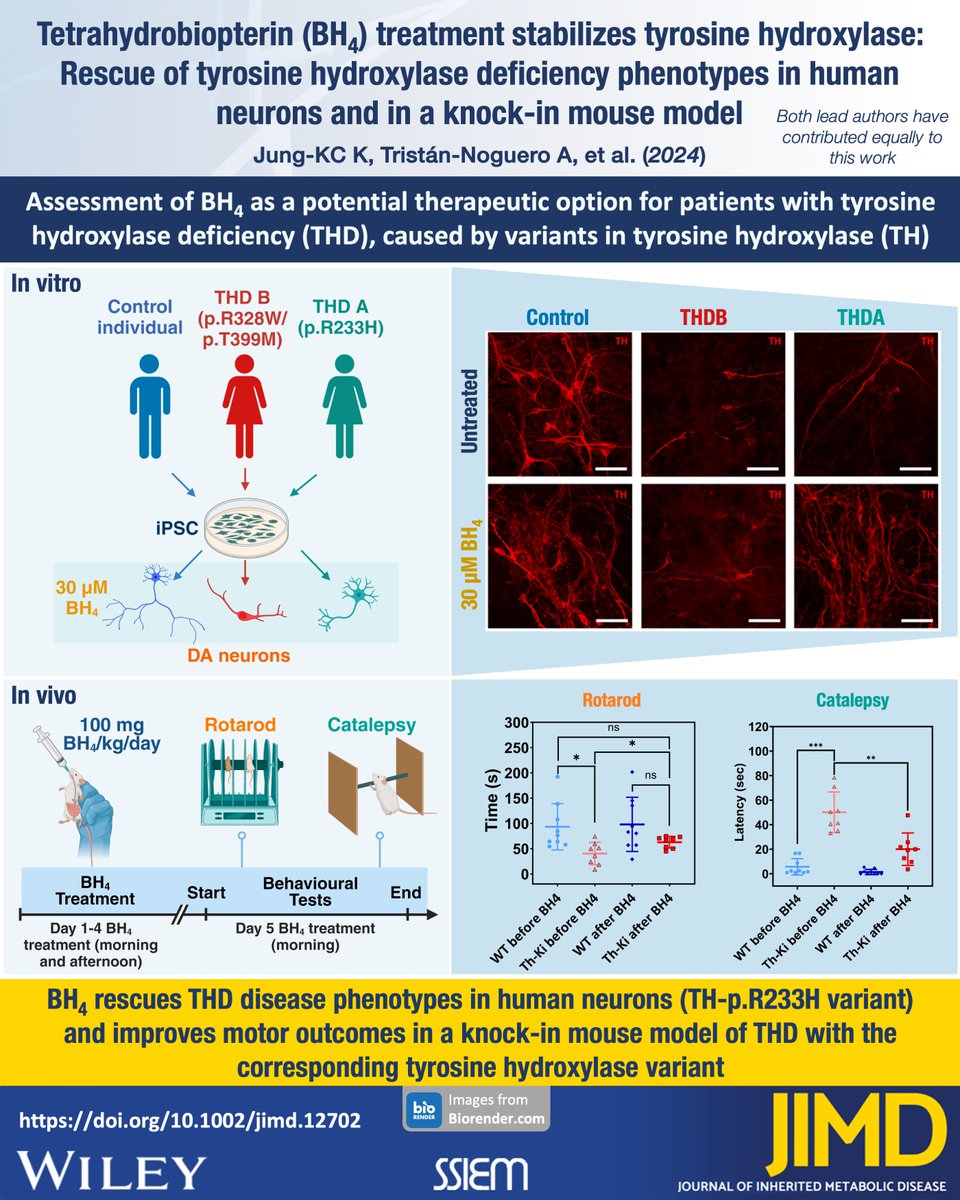JIMD_Editors's tweet photo. New #visualabstract to accompany a recent paper looking at the use of tetrahydrobiopterin in the management of tyrosine hydroxylase deficiency. BH4 is well known in PKU, but this presents an interesting alternative role in a somewhat neglected condition.

https://t.co/3qFuADgdRp https://t.co/SOoGbYZ5PO