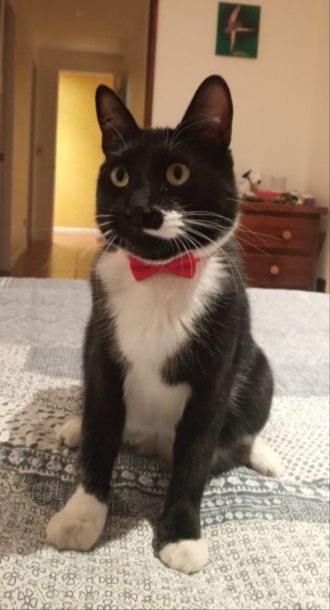 SolcitoMax's tweet image. #despiertaconchv Buenos días Feliz día del Gatito. Que sea un bello Martes, por acá Don Merlot