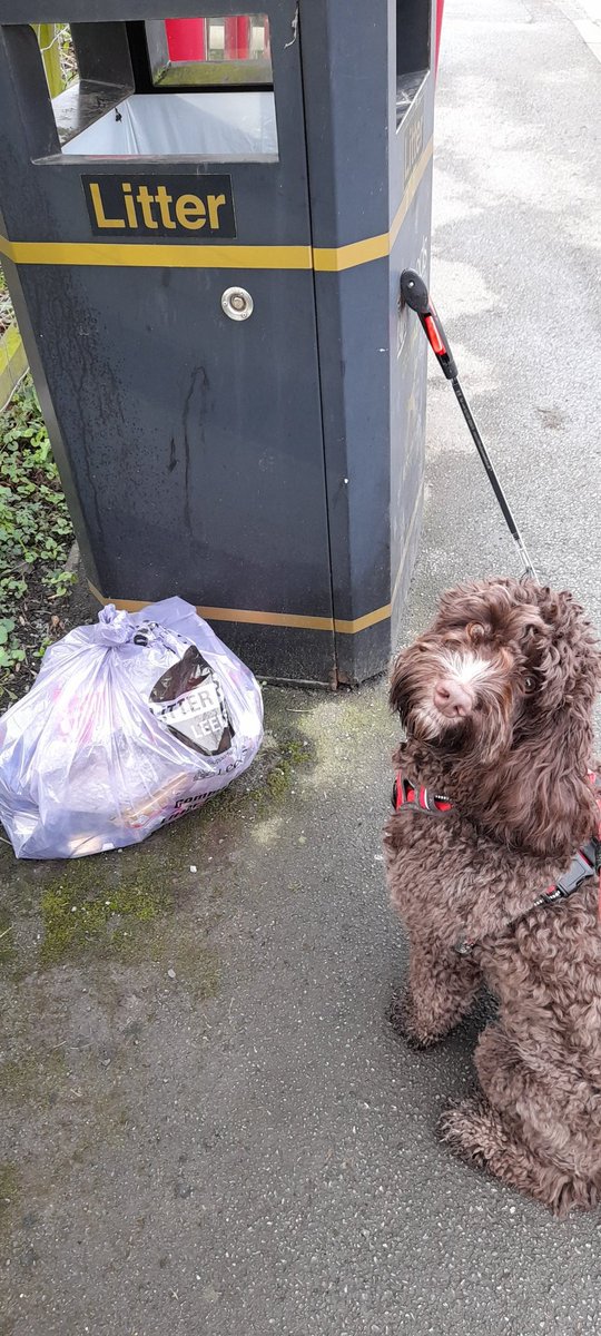 @pawsonplastic Woody is quite proud of his work this morning 🐕 #litterfreeLeeds #litterfreeGreatPreston #whatagoodboy