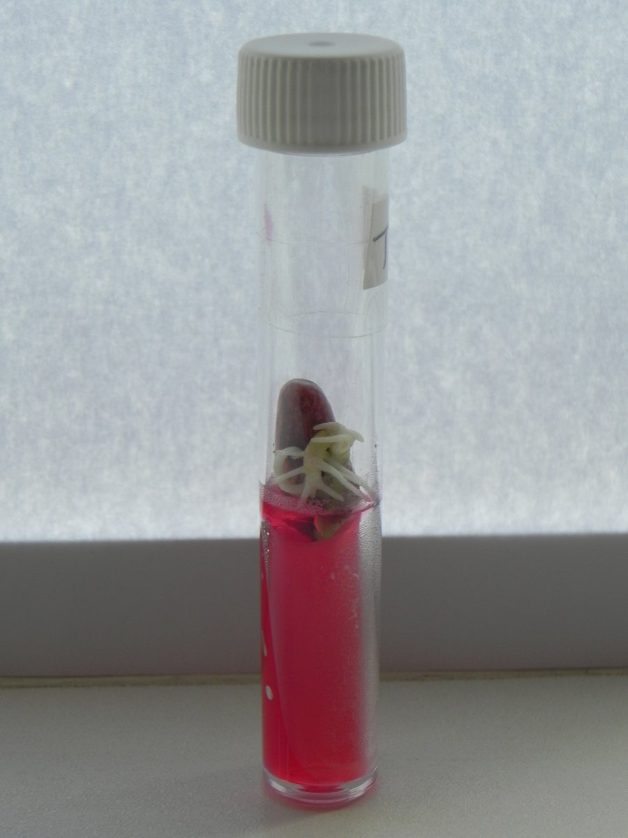 PlantletCulture tweet media