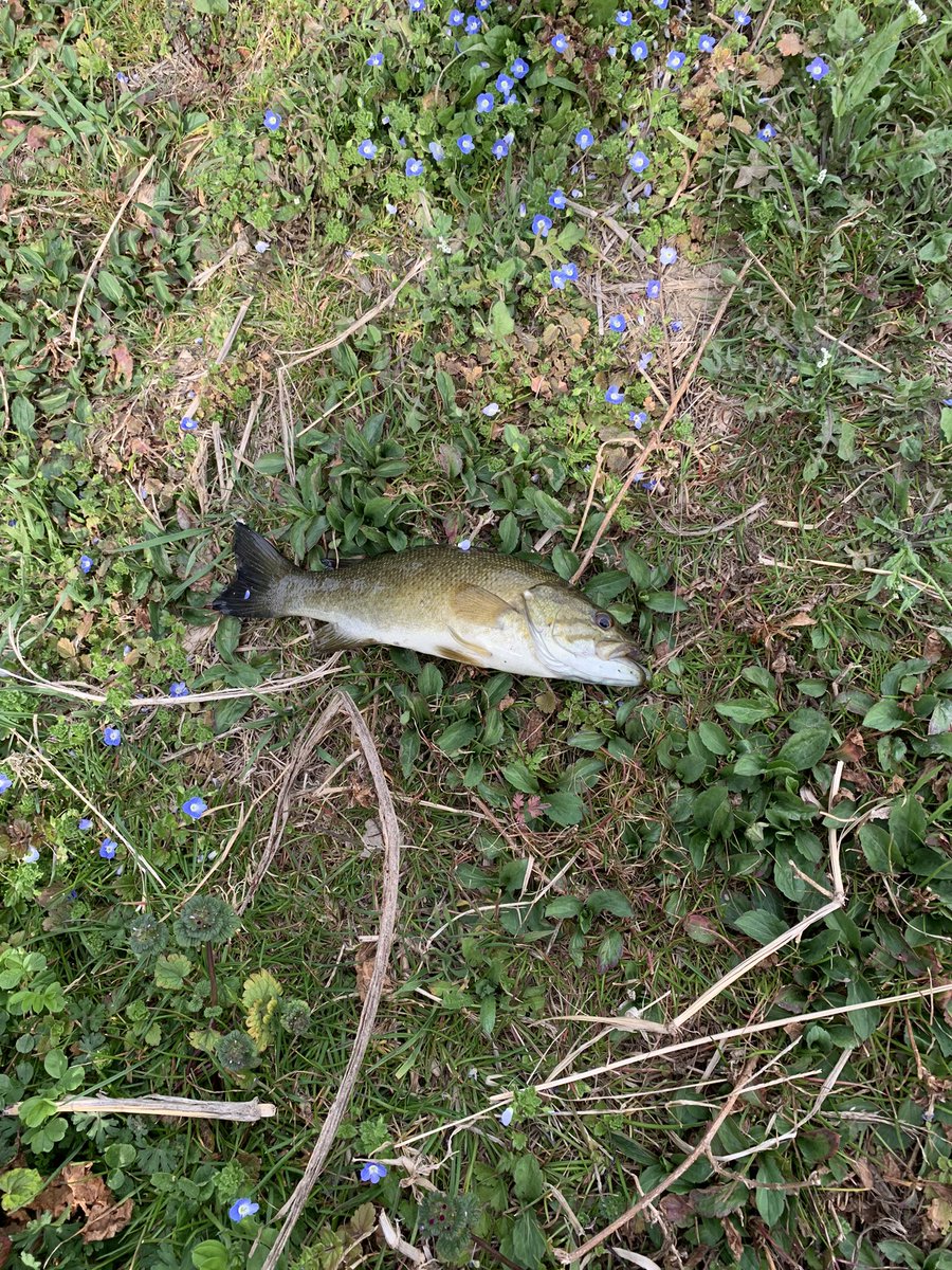 今年初フィッシュ。
3バイトあったけど結局獲れたのはこの子だけ。
小さいけどピチピチの魚体ですねぇ。
サカマタのボトストが今日は人気だった。