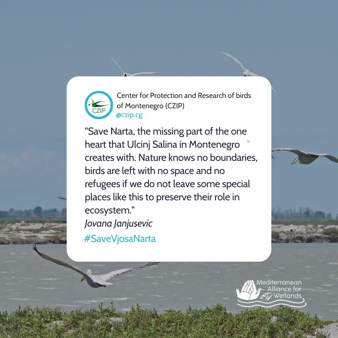 Jovana Janjusevic says it best: Save Narta, an integral part of the ecosystem linked with Ulcinj Salina. It's vital for birds and biodiversity. Let's protect these essential habitats! #SaveVjosaNarta #noairportinvjosanarta