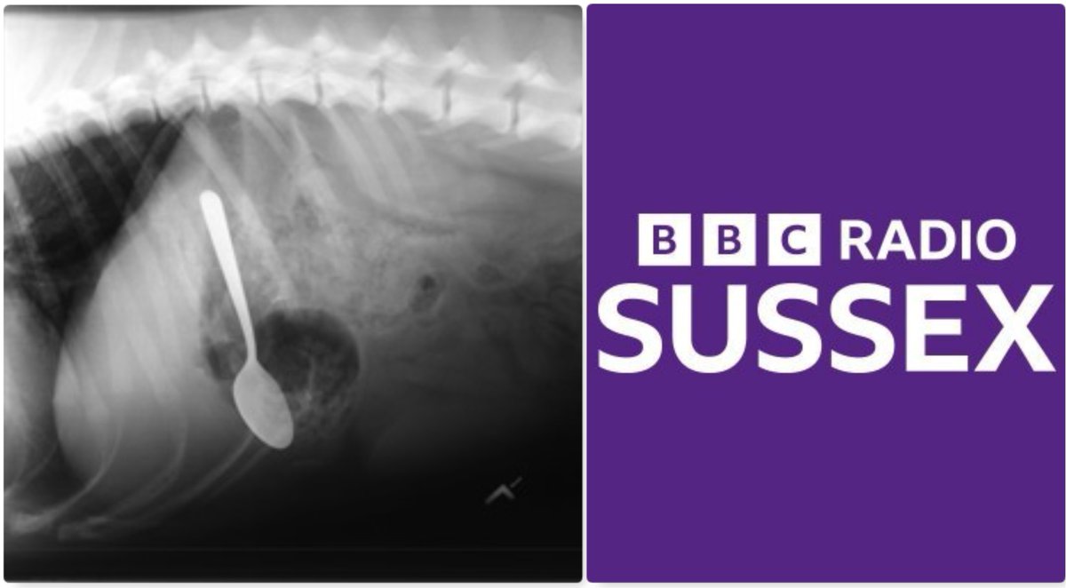 Our very own Dr Julia Mewes will be on @BBCSussex with @sarahjgorrell this morning at 10.40 talking about the things pets really shouldn’t eat & what pet owners can do to protect their loved ones. Listen live here: bbc.co.uk/sounds/play/li… #Sussex #Brighton #HaywardsHeath