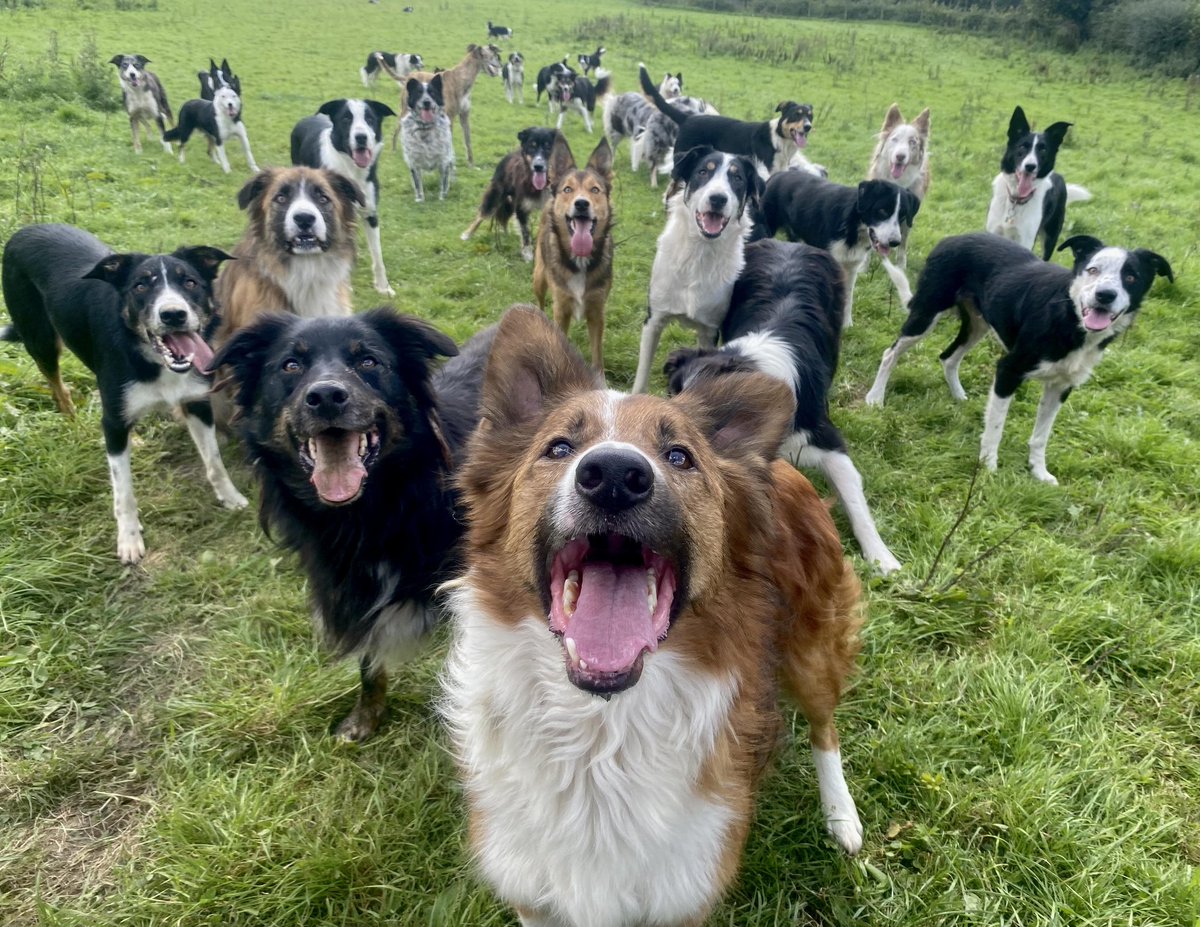 Today is #NationalLoveYourPetDay 🐾

Our 110 dogs at our rescue were once pets, but now live with us until they find their new home. They are incredibly loved by Diane &amp; team❤️&amp; always will be

We hope one day they all become much loved pets🙏

Please show us your loved Pet 😍