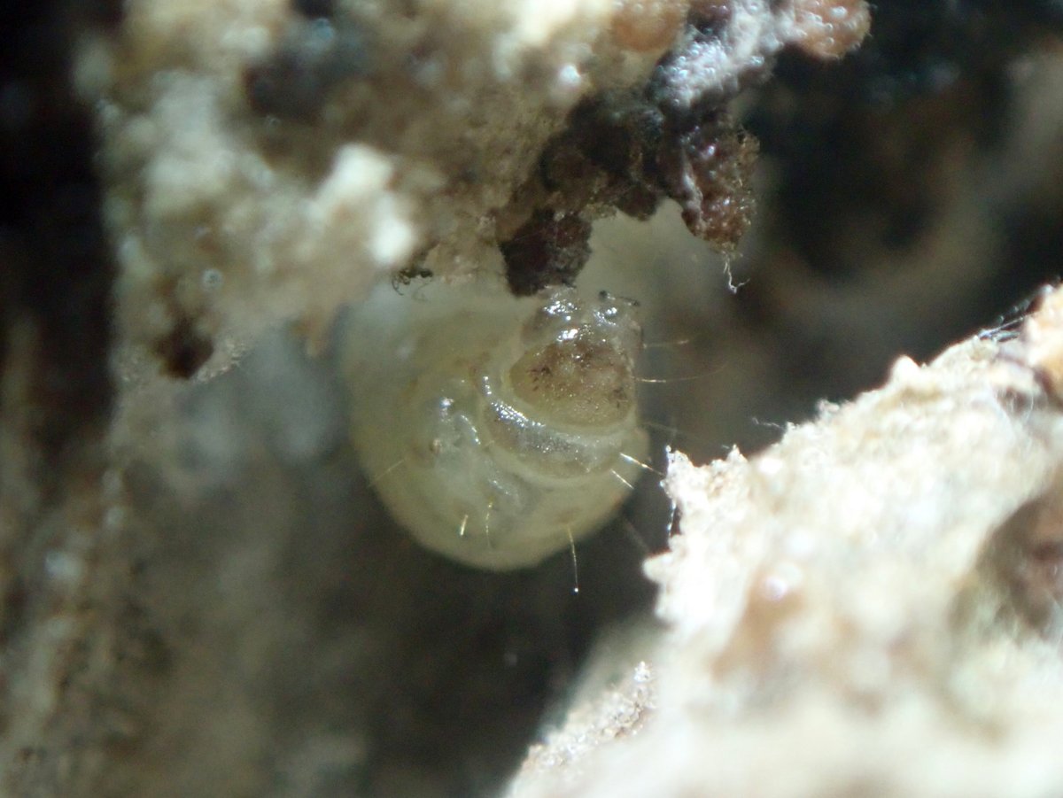 New moth species for the allotment - Endothenia gentianaeana larvae inside teasel heads. No anal comb (!) visible when checked under microscope. Remember the golden rule folks: anal comb = marginana, no comb = gentianaeana. Excellent photos of this at ukmoths.org.uk