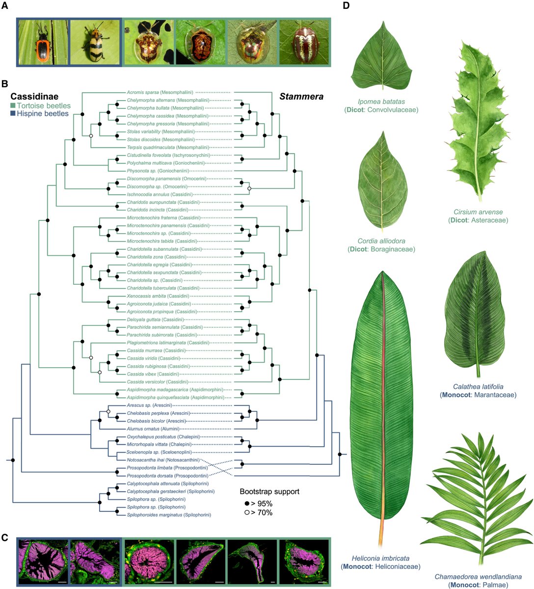 What can we learn from timing the onset of symbiosis? And how does symbiont acquisition & molecular evolution impact host adaptation & diversification? We ask these questions of leaf beetles, led by @MarlenyGarciaL1 & out today in @CurrentBiology! cell.com/current-biolog… 🧵1/n