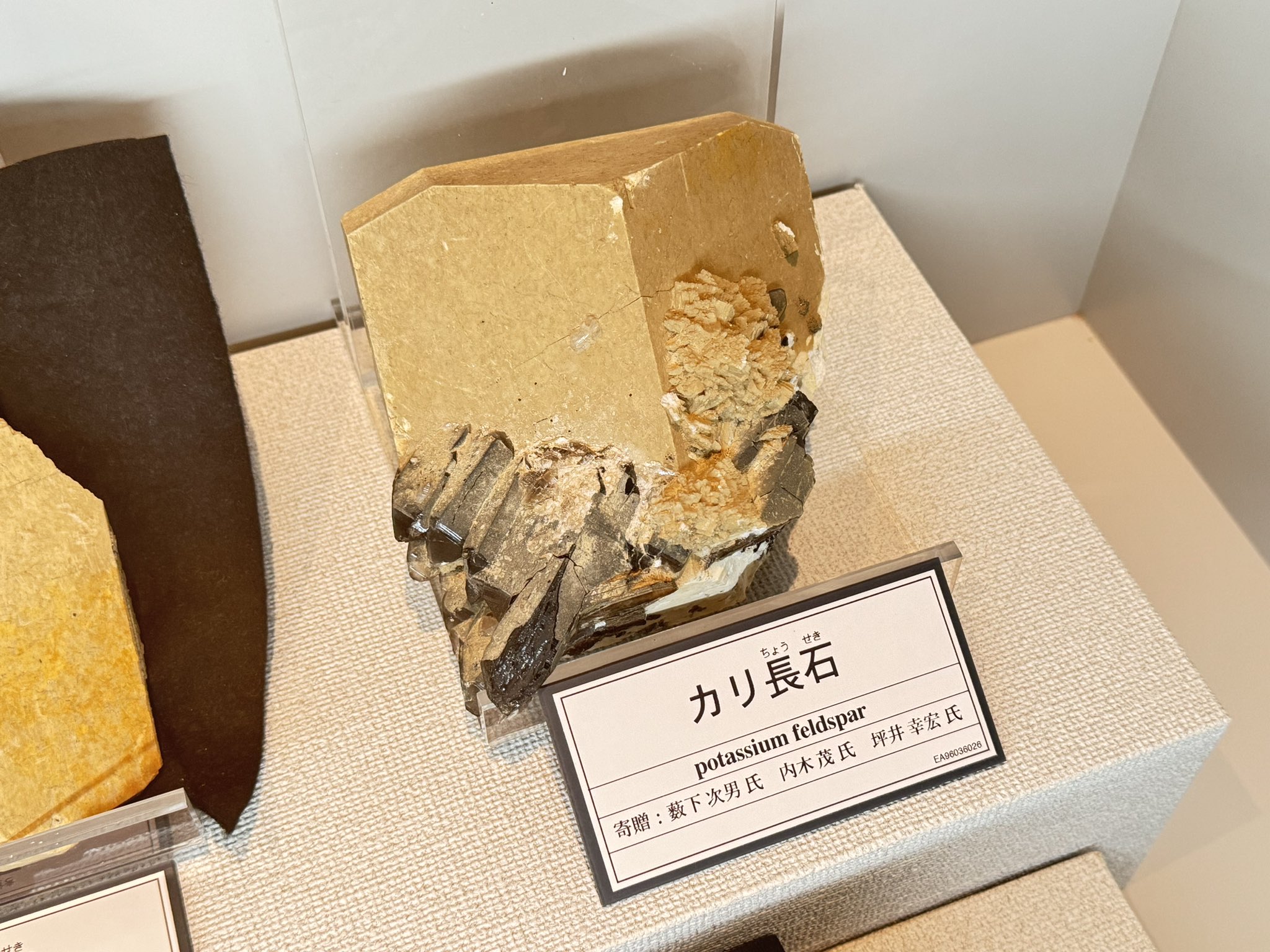 形の良い長石 貴重 岐阜県 中津川市 PC305170.jpg