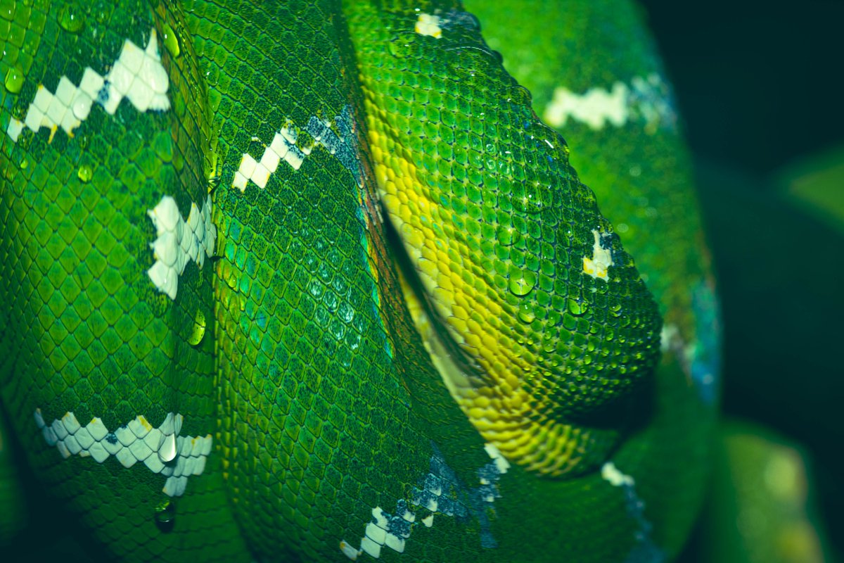 NFT Freaks 🗝️🏰🦸🏿‍♂️ tweet media