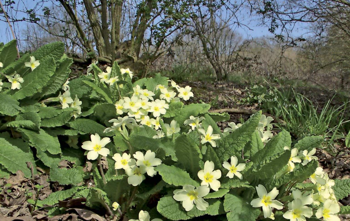 grasmereschool's tweet photo. #harbingerofspring Primroses (Primula vulgaris). This does feel very early.
Good morning from everyone here @grasmereschool & nursery. https://t.co/qufcVkVmkd